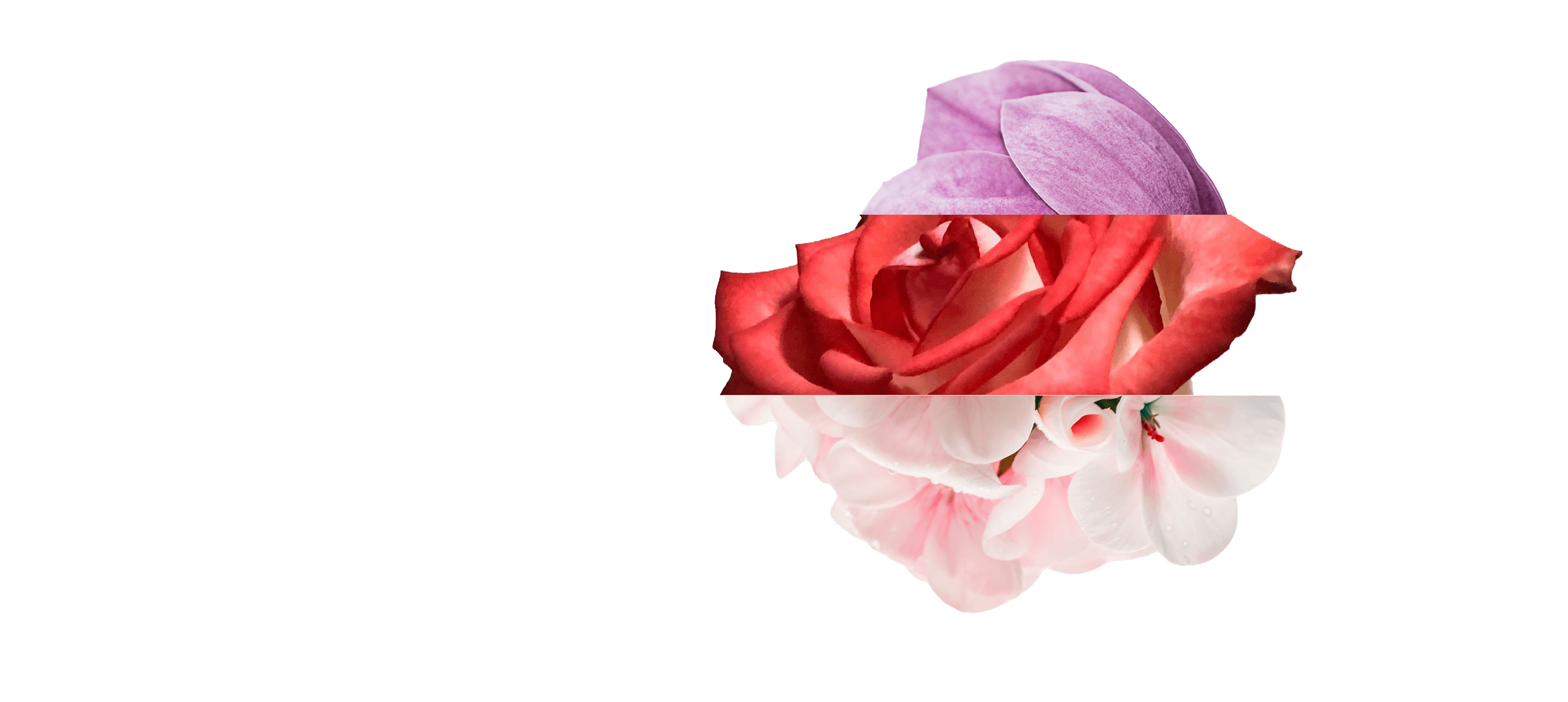 Sliced flowers on a white background