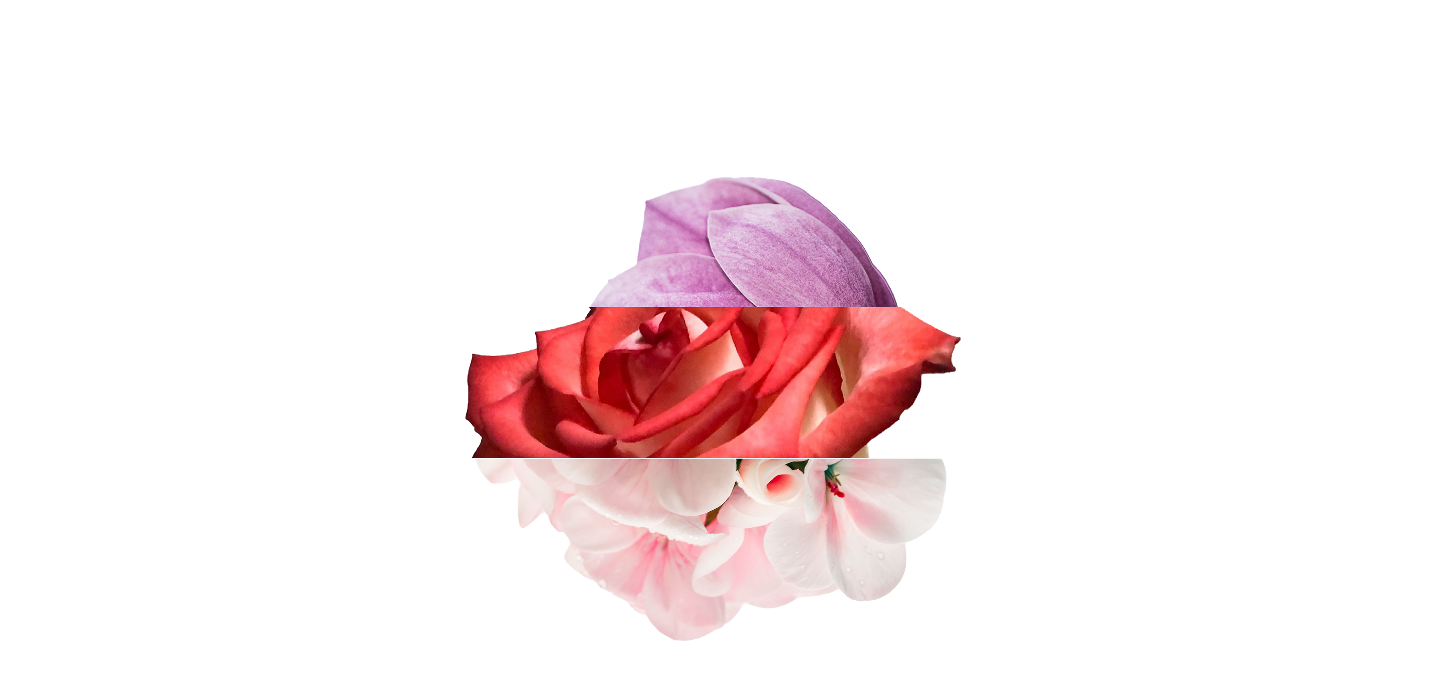Sliced flowers on white background 